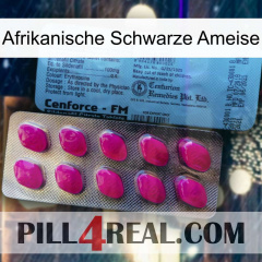 African Black Ant 35
